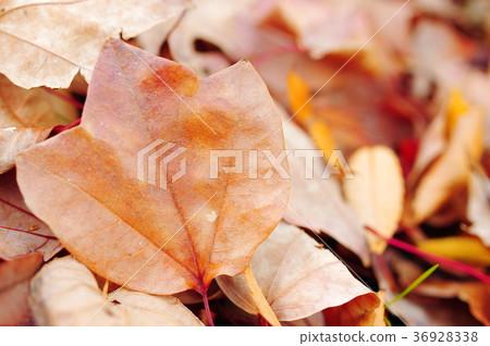 秋天楓葉（關閉） 36928338