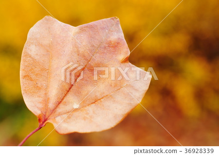 楓葉的枯葉(關閉) 楓葉的枯葉(關閉) 36928339