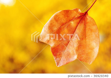楓葉的枯葉（關閉） 36928340