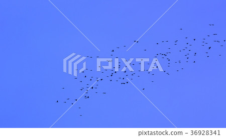 A flock of black-headed gulls 36928341