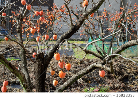 Persimmon tree 36928353