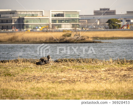 Parent and child of Oohan Parent and child of Oohan 36928453