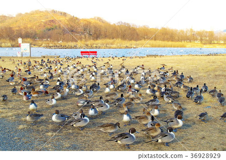 Otakada Reservoir Azumino Swan 36928929