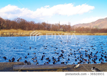 Otakada Reservoir Azumino Swan 36928931