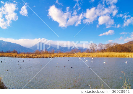 Otakada Reservoir Azumino Swan 36928941