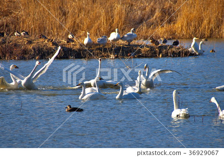 Otakada Reservoir Azumino Swan 36929067