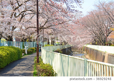 From Takaido to Mt. Hamada Cherry blossoms along the Kanda River From Takaido to Mt. Hamada Cherry blossoms along the Kanda River 36929248
