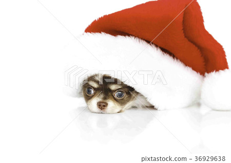 Dog christmas 36929638