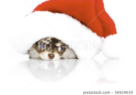 Dog christmas 36929639