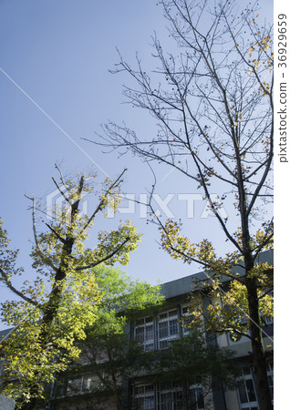 Leaves, trees, street trees 36929659