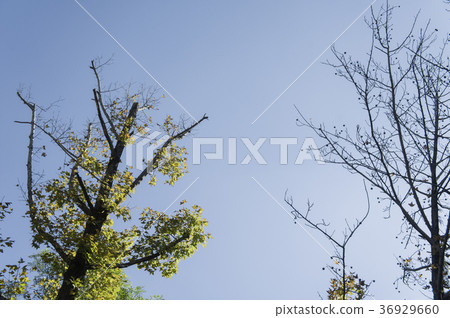 Leaves, trees, street trees 36929660