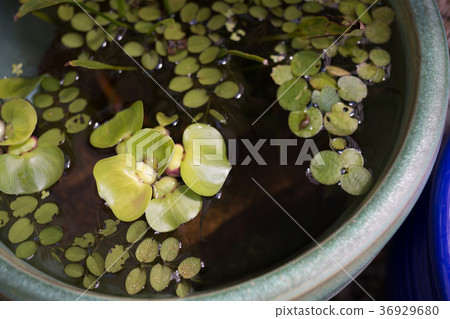 產於淡水的將科小魚 養寵物 高角 36929680