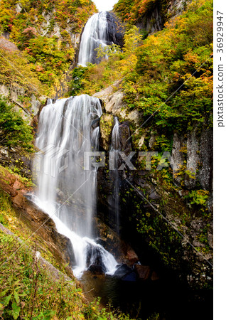 Anh Taki Akita ken 36929947