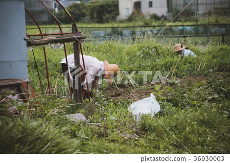 agriculture, farming, female 36930003