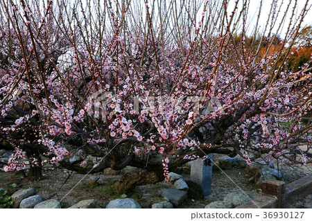 Pukouji Temple琉球梅， 36930127