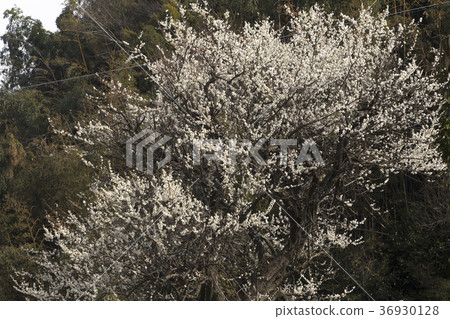 Pukouji Hakumei, Pukouji Hakumei, 36930128