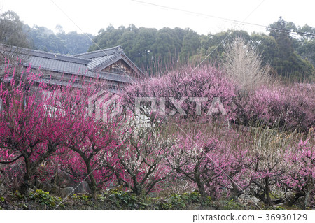 Pukouji梅花, Pukouji梅花, 36930129