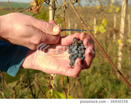 Wine grower control vine grapes after first frost Wine grower control vine grapes after first frost 36930356
