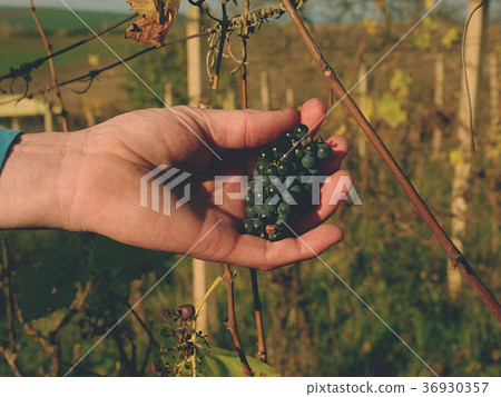 Farmer check frozen grape vines in vineyard in fal Farmer check frozen grape vines in vineyard in fal 36930357