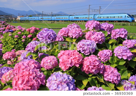 Odakyu Romance Car and Hydrangea 36930369
