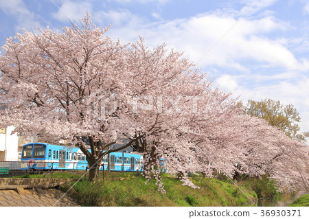 Flow iron and cherry blossom 36930371