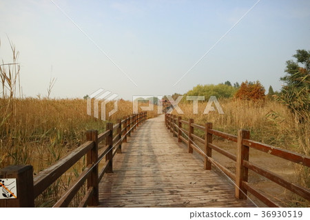Xisha Wetland, Chongming Island, Shanghai Suburb Xisha Wetland, Chongming Island, Shanghai Suburb 36930519
