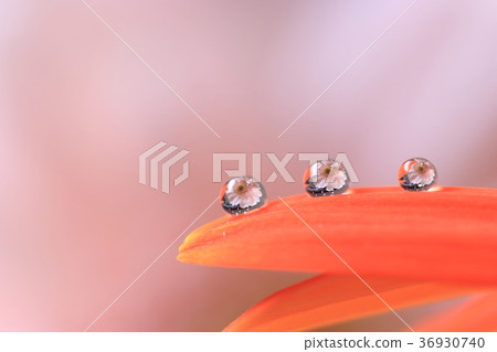 放下照片 36930740