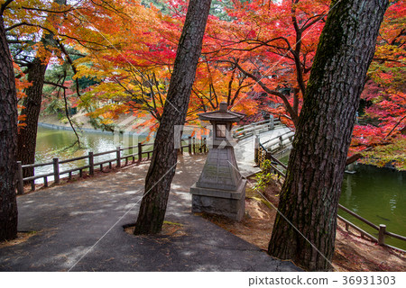 Autumn leaves gyotan pond and nightlight of Aichi Okazaki Higashi Park 36931303