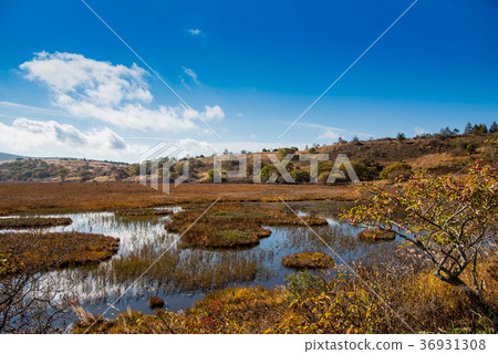 Yashimagahara wetlands in autumn Grass leaves 36931308