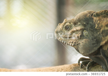 Closeup chameleon cling on the timber 36931725