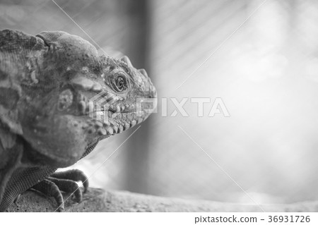 Closeup chameleon cling on the timber Closeup chameleon cling on the timber 36931726