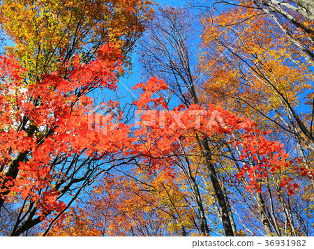 秋詩篇篇 36931982