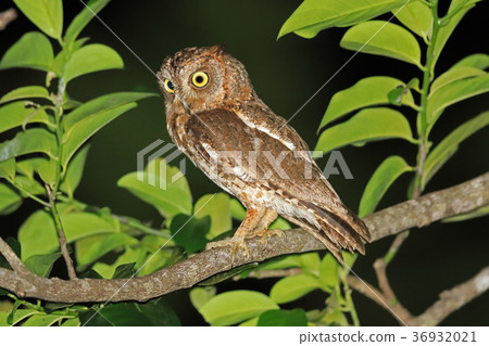 琉球木野 36932021