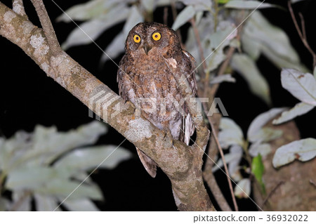 Ryukyu Konoha Ryukyu Konoha 36932022