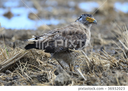 Kammuriwashi Kammuriwashi 36932023