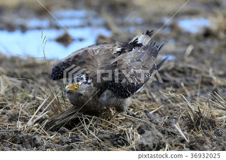 Kammuriwashi Kammuriwashi 36932025