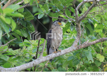 Kammuriwashi Kammuriwashi 36932027