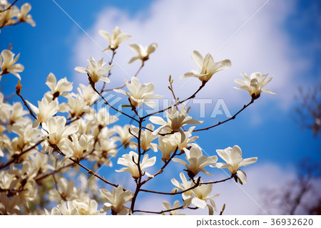 Magnolia spring flowers 36932620