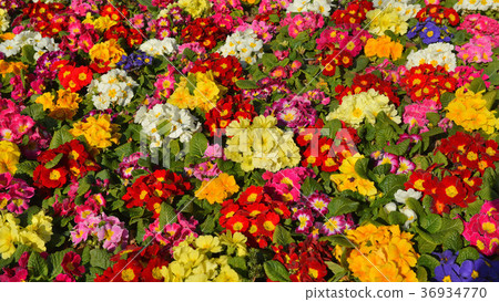 4K櫻草屬花床 36934770