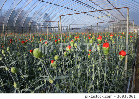 Carnation Carnation 36935061