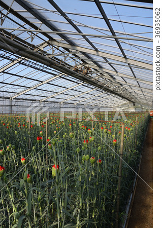 Carnation Carnation 36935062