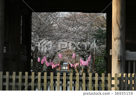 石梅寺接近路燈籠和櫻花 石梅寺接近路燈籠和櫻花 36935159