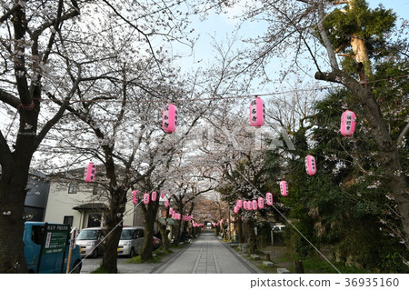 石梅寺接近路燈籠和櫻花 石梅寺接近路燈籠和櫻花 36935160