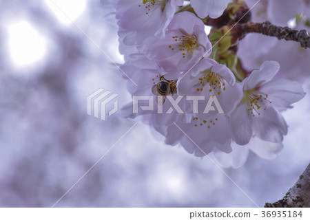 十二ヶ滝の桜 十二ヶ滝の桜 36935184