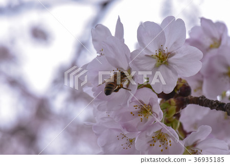 十二ヶ滝の桜 十二ヶ滝の桜 36935185