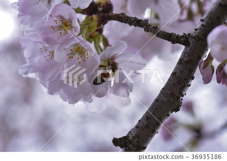 十二ヶ滝の桜 十二ヶ滝の桜 36935186