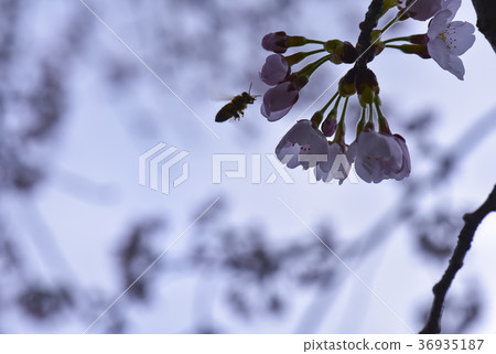 十二ヶ滝の桜 十二ヶ滝の桜 36935187