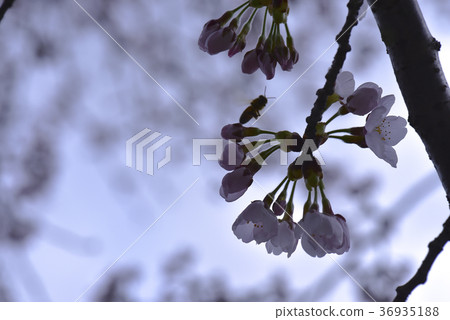 十二ヶ滝の桜 十二ヶ滝の桜 36935188