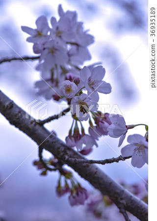 十二ヶ滝の桜 十二ヶ滝の桜 36935189