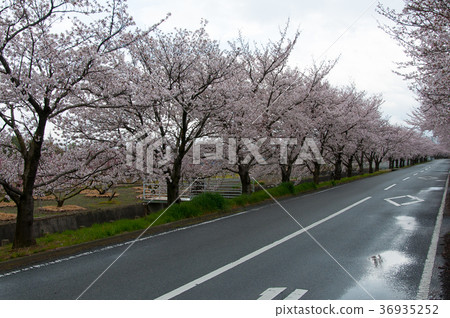 Cherry blossom trees after the rain Cherry blossom trees after the rain 36935252